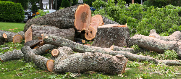 Reliable Oakland, CA Tree Care Solutions